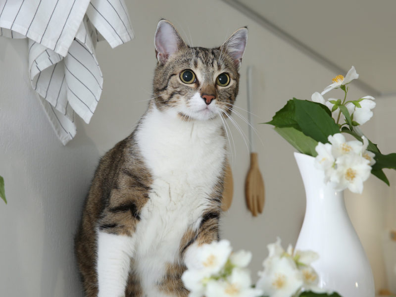 Cute cat near jasmine flowers on countertop in kitchen pet-proofed home