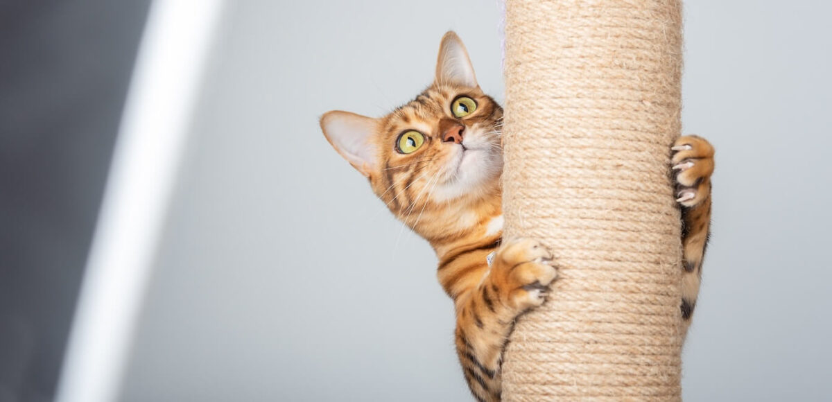 How to Stop Cat from Scratching Furniture CORT Furniture Outlet