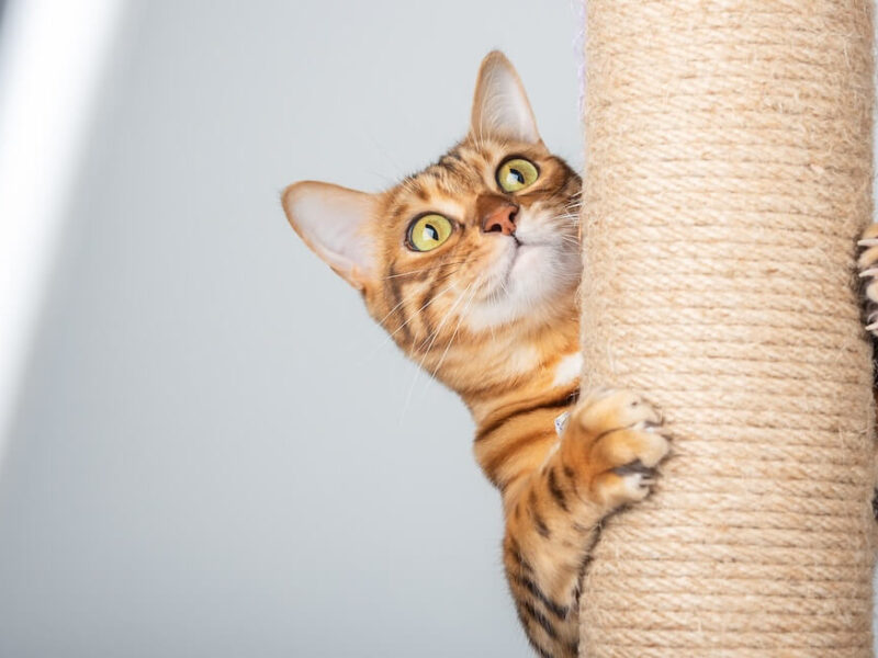 An orange cat with green eyes scratching on a cat scratching post.