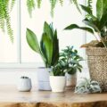 A shelf with plants and green decor in front of a bright window.