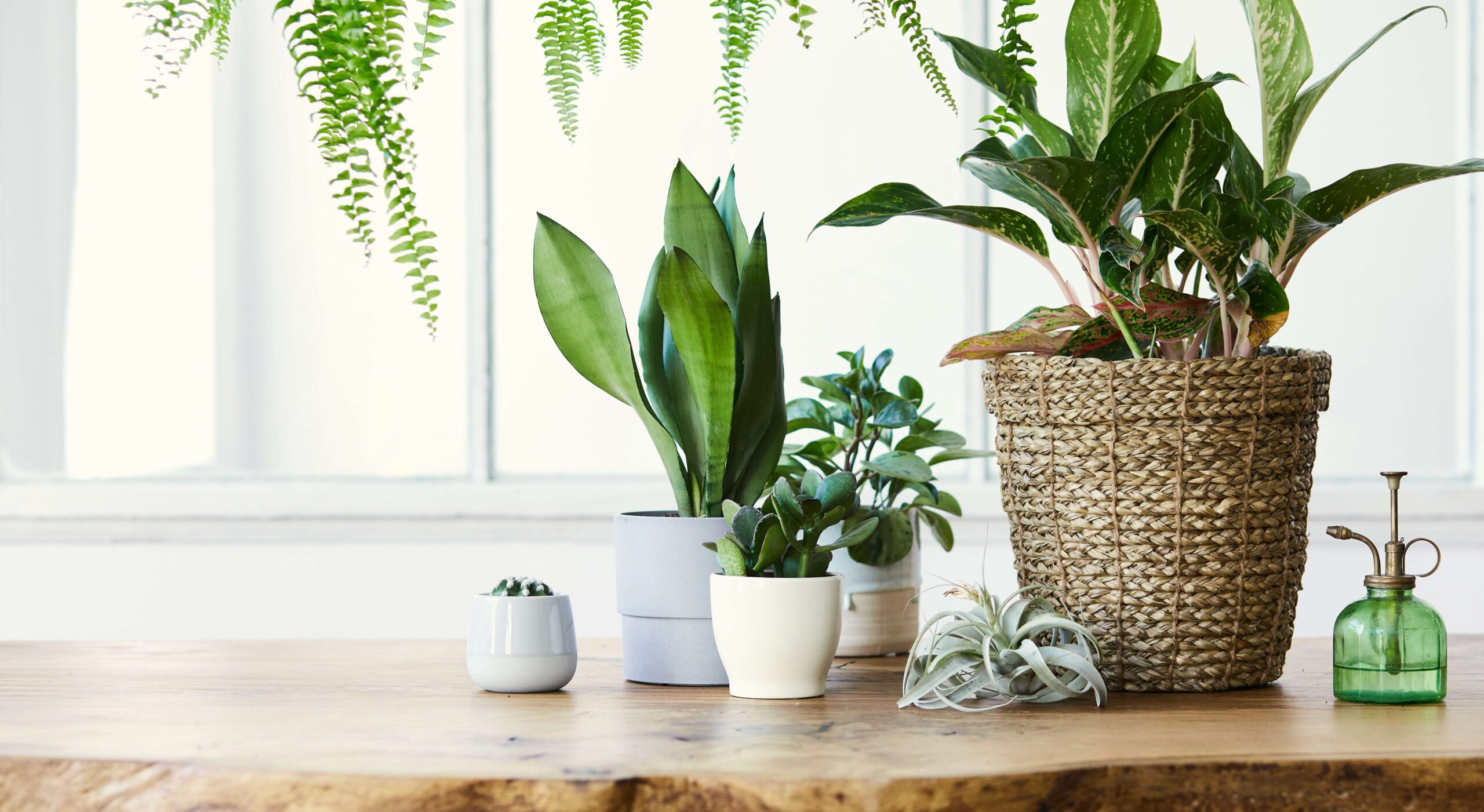 A shelf with plants and green decor in front of a bright window.